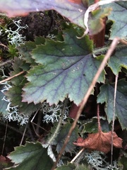 Heuchera micrantha diversifolia