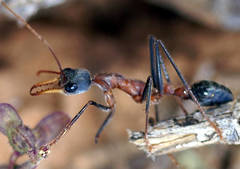 Myrmecia fuscipes