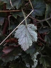 Heuchera micrantha diversifolia
