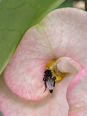 Frieseomelitta paupera