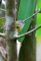 Abroscopus superciliaris