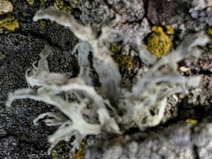 Ramalina canariensis