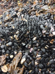 Semimytilus patagonicus