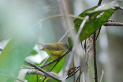 Abroscopus superciliaris