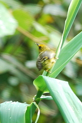 Cyanoderma chrysaeum