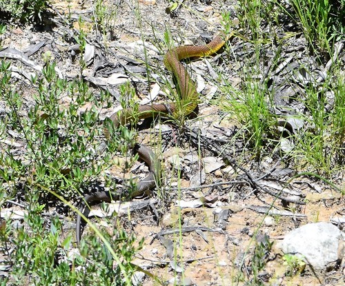 Tiger Snake sighting