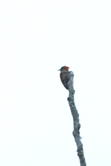 Chrysophlegma miniaceum