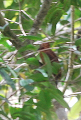 Micropternus brachyurus