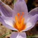 Silvery Crocus - Photo (c) Luca Fornasari, some rights reserved (CC BY-NC), uploaded by Luca Fornasari