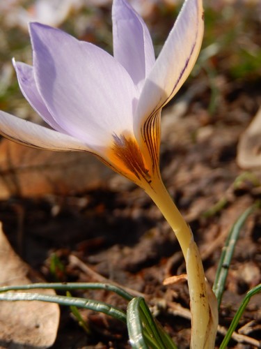 Silvery Crocus