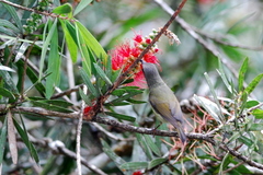 Black-Throated Sunbird photo 3