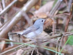 Ficedula westermanni