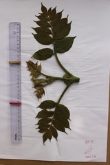 Spathodea campanulata