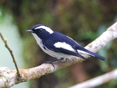 Ficedula westermanni