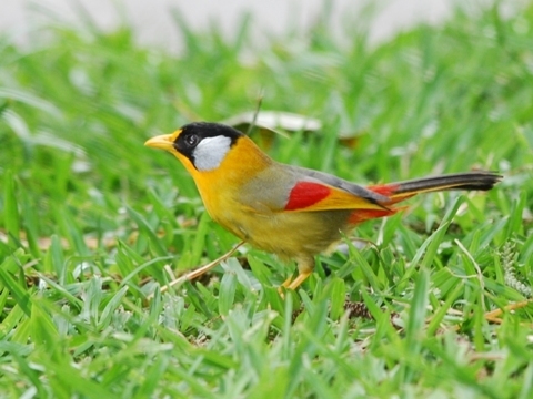 Silver-Eared Mesia
