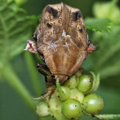 Hoplopyga liturata