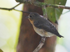 Mugimaki Flycatcher photo 2