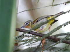 Black-Eared Shrike-Babbler photo 3