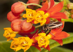 Ochrostomus pulchellus