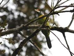 Psilopogon pyrolophus