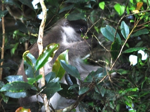 White-Thighed Surili
