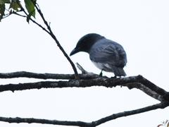 Coracina macei larutensis