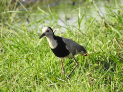 Vanellus crassirostris