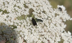Afdera jimenae