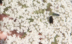 Afdera jimenae