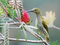 Streaked Spiderhunter photo 3