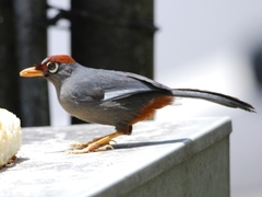 Pterorhinus mitratus