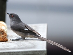 Long-Tailed Sibia photo 3