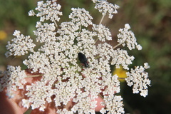 Romanophora verecunda