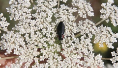 Romanophora verecunda