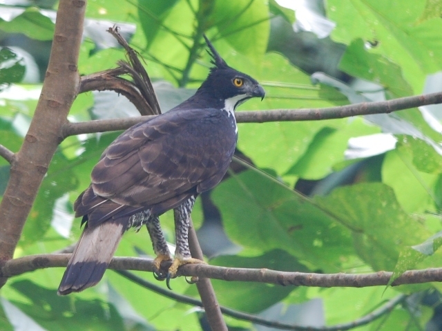 Blyth's Hawk-Eagle photo