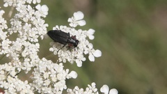 Romanophora verecunda