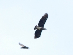 Haliaeetus ichthyaetus