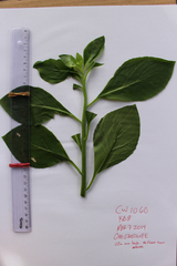 Ocimum basilicum