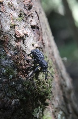 Aegorhinus superciliosus