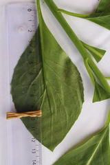 Ocimum basilicum