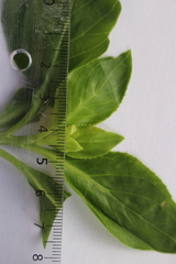 Ocimum basilicum