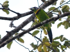 Psilopogon pyrolophus