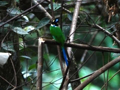 Psarisomus dalhousiae