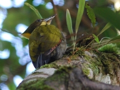 Chrysophlegma flavinucha