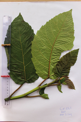 Ocimum basilicum