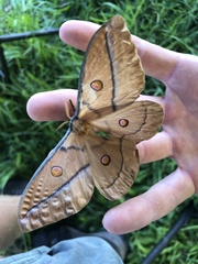 Opodiphthera eucalypti