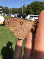 Opodiphthera eucalypti