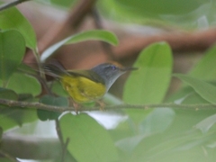 Phyllergates cucullatus