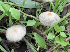 Coprinellus impatiens