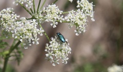 Bilyaxia concinna